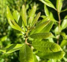 Bayberry Leaves