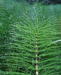 Horsetail Herbs