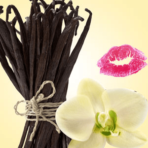 Vanilla Bean fragrance